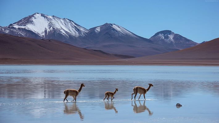 Publicidad Bolivia